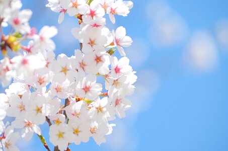 Cherry blossoms flower