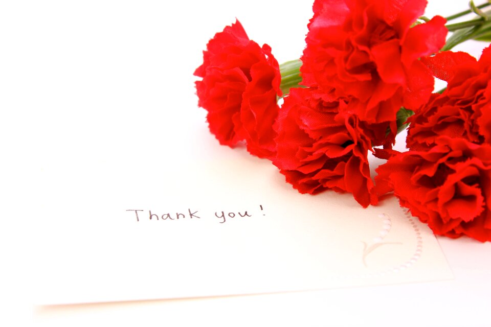 Carnation flower thank you