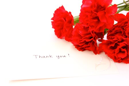 Carnation flower thank you photo