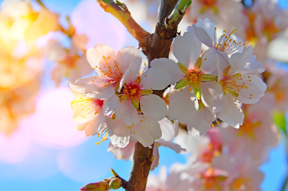 Cherry blossoms spring