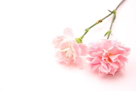 Carnation flower