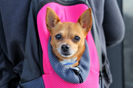 Chihuahua dog bag