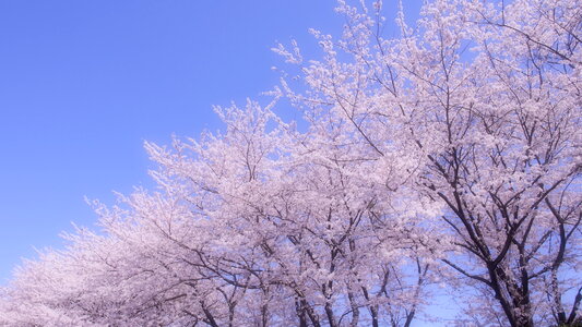 Cherry blossoms trees