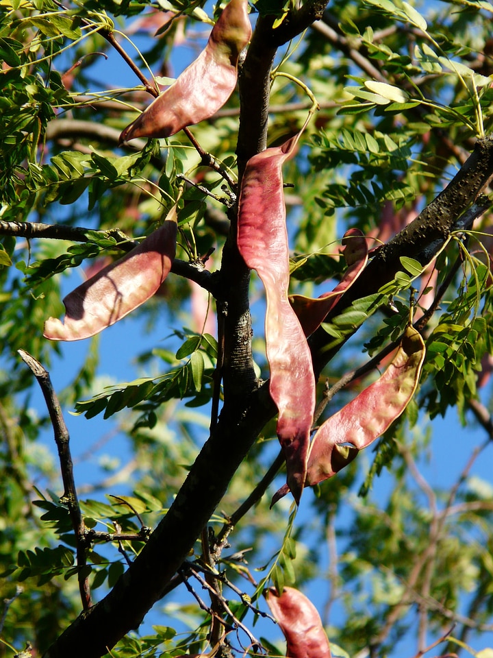 Fruits seed pods gleditsia triacanthos