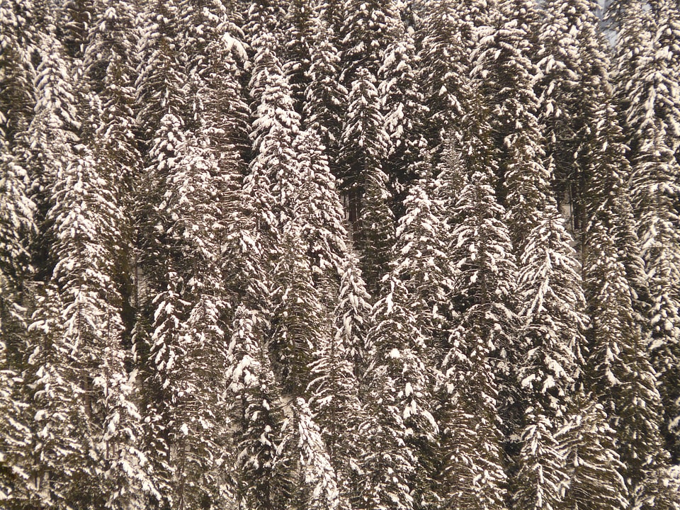 Fir forest tree winter