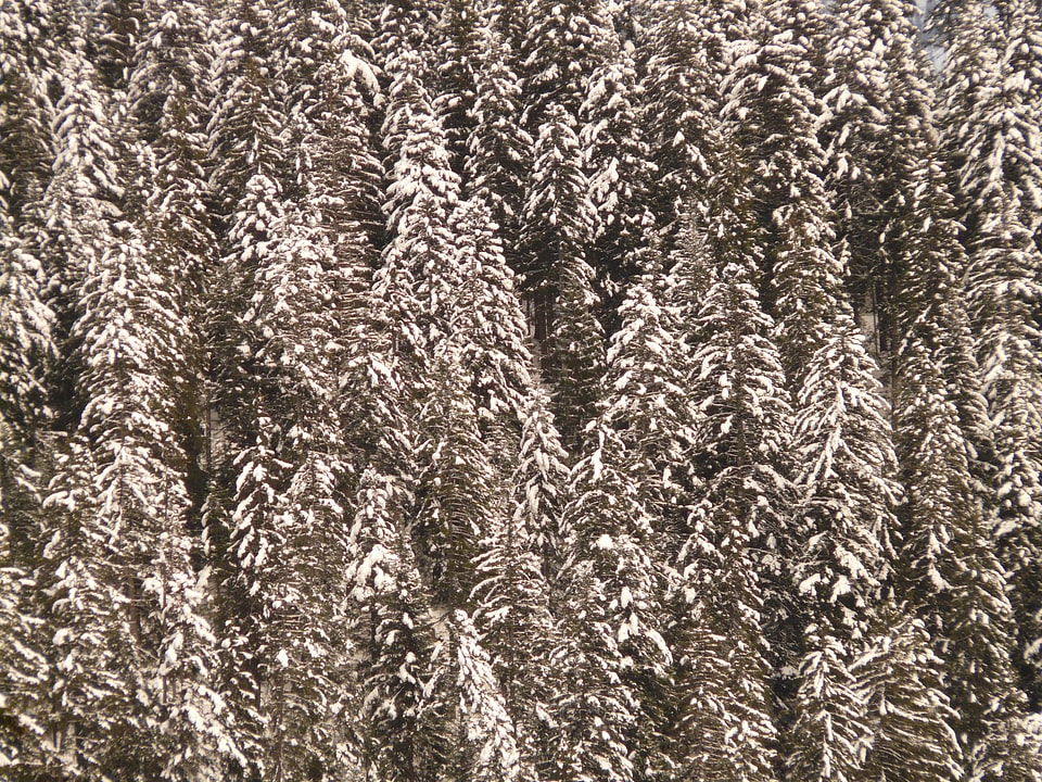 Fir forest tree winter photo