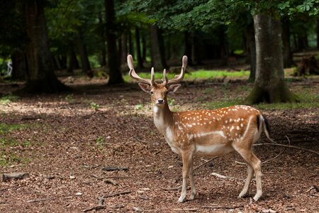 Deer animal