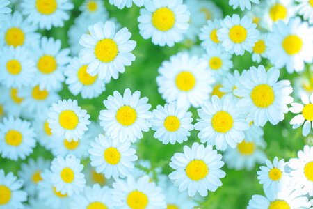 Daisy flower