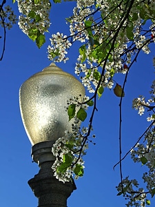 Tree street lamp balboa park photo