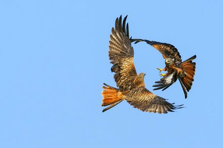 Eagles birds fight photo