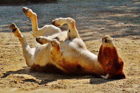 Donkey animal