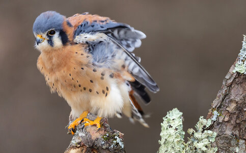 Falcon bird