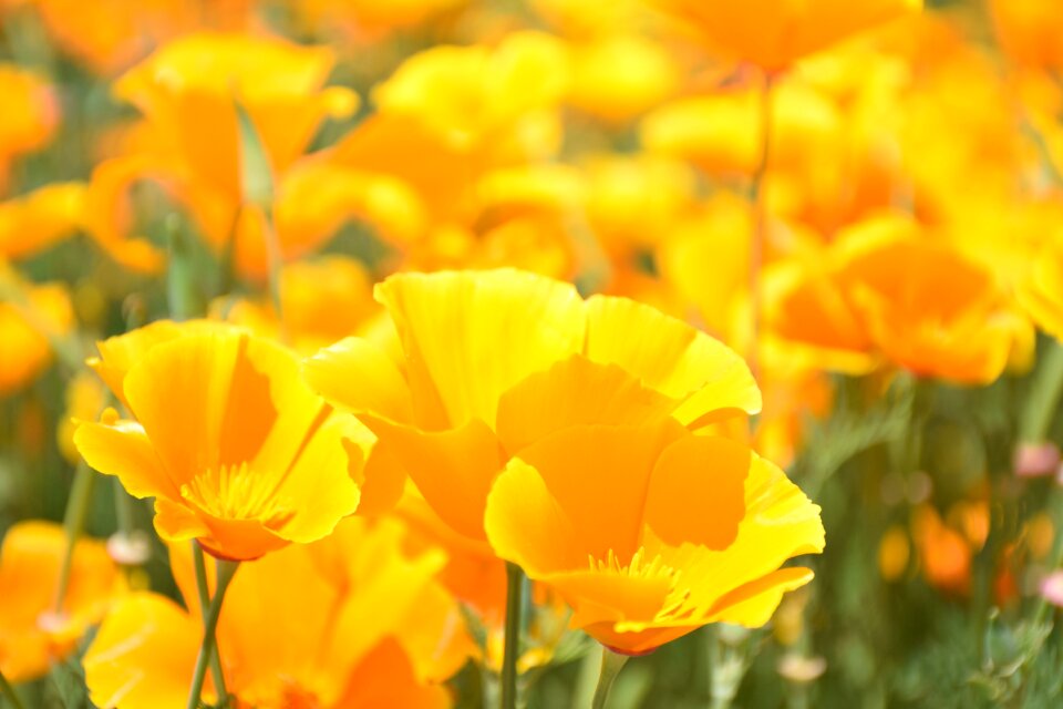 Eschscholzia californica flower