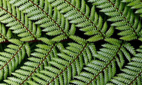Fern plant leaves