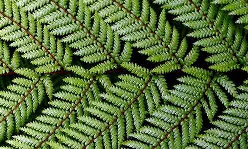 Fern plant leaves photo