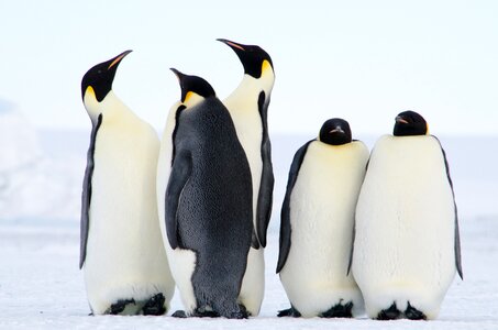 Emperor penguins photo