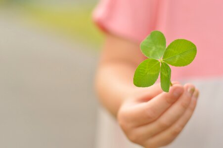 Four leaf clover photo