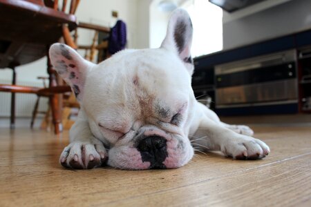 French bulldog sleep