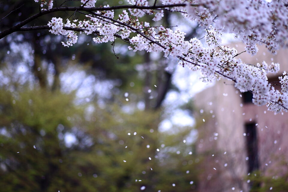 Flurry of cherry blossoms
