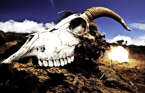 Goat skull photo