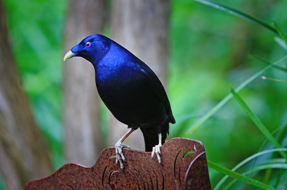 Birds deep blue shiny