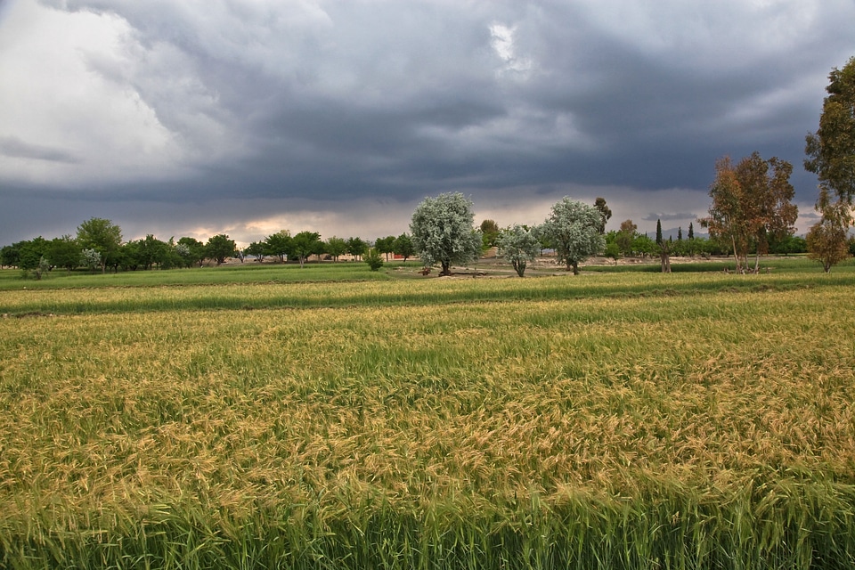 Fields nature natural spectacle