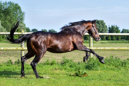 Horse animal