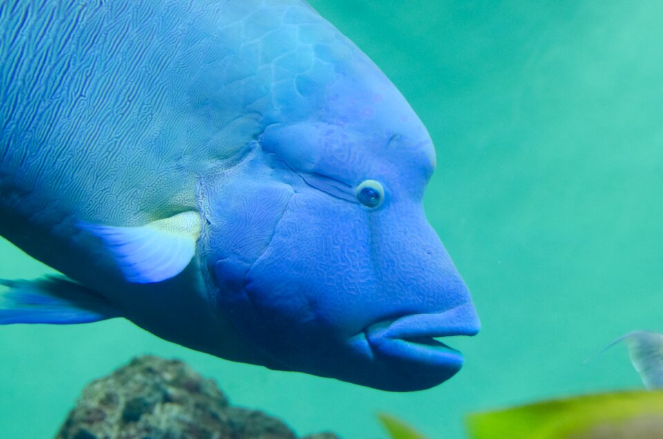 Humphead wrasse napoleonfish