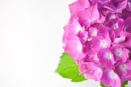 Hydrangea flower