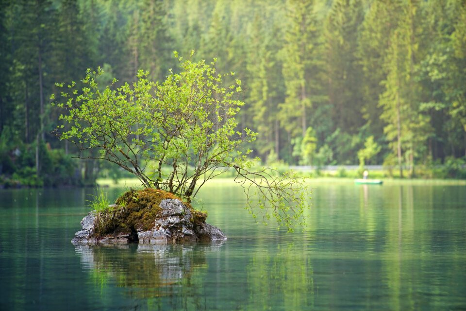 Lake island forest