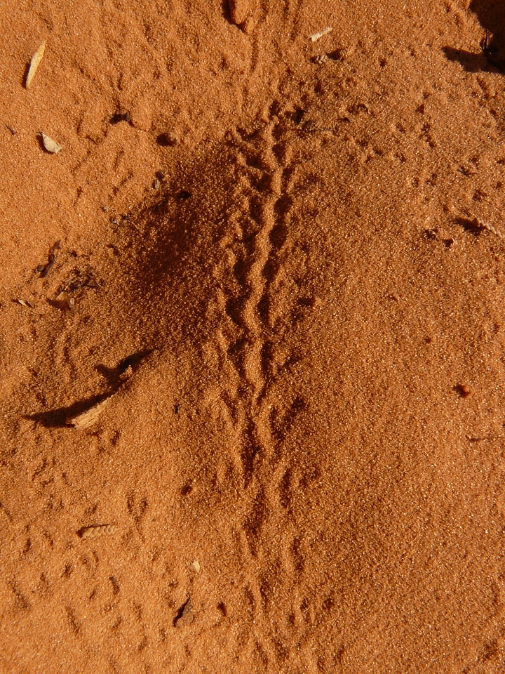 Sand desert animal kingdom