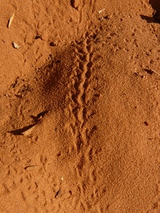 Sand desert animal kingdom