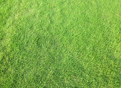 Lawn plant green