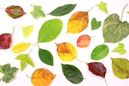 Leaves