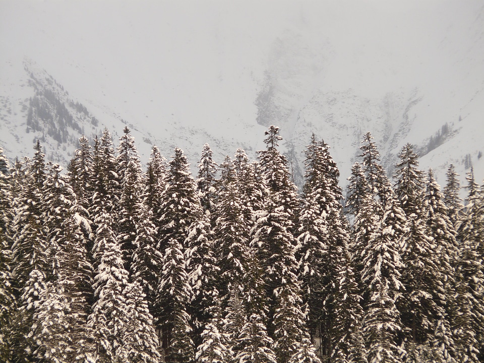 Fir forest tree winter