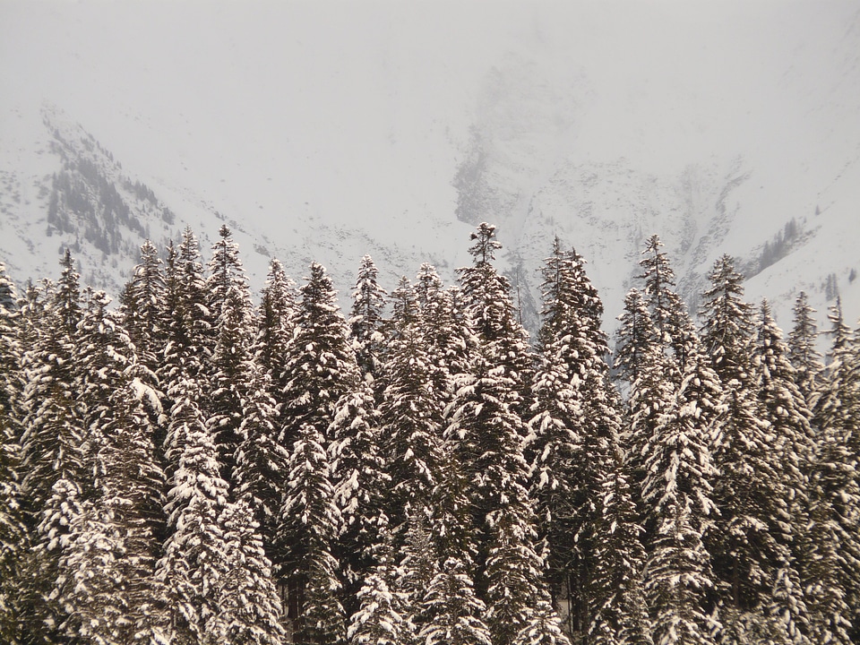 Fir forest tree winter photo