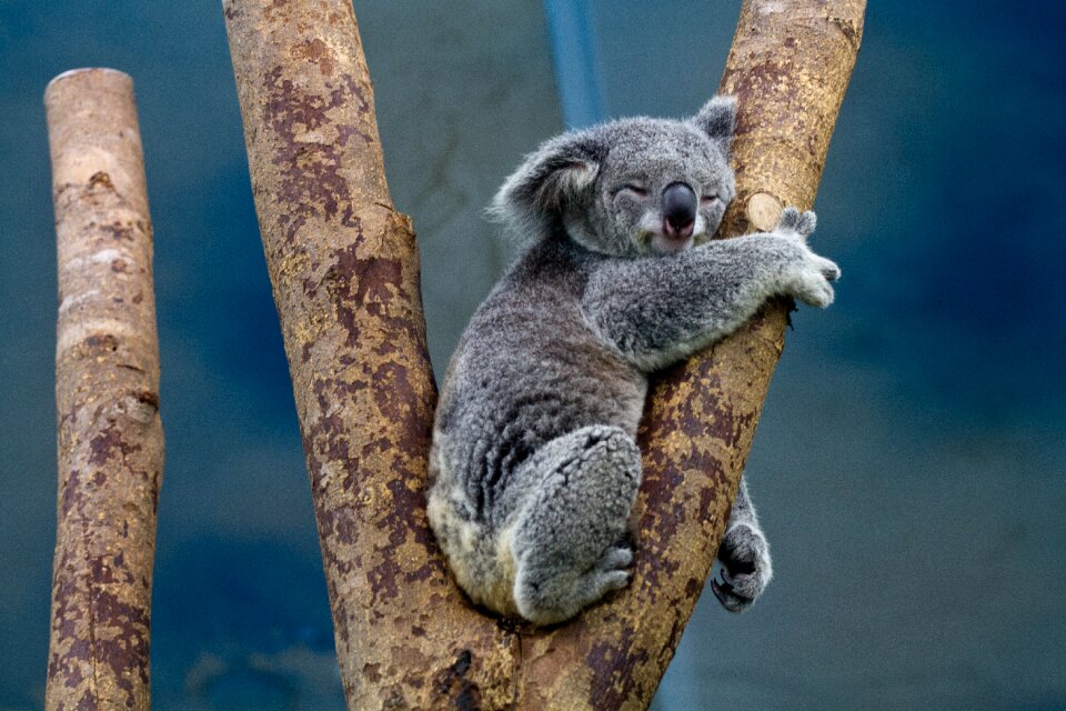 Koala animal sleep photo