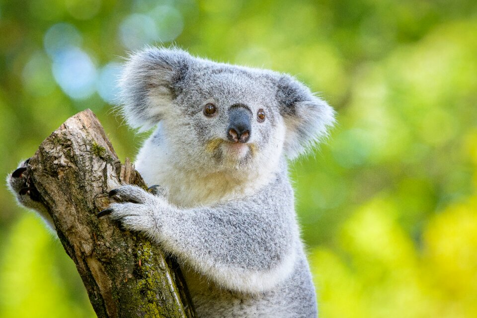 Koala animal