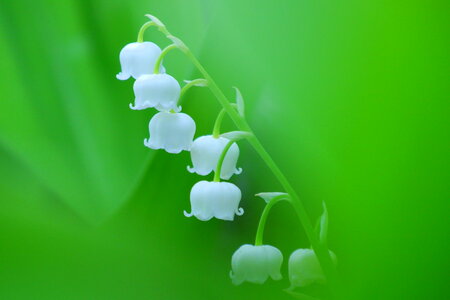 Lily of the valley flower