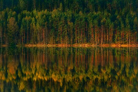 Lake forest trees photo