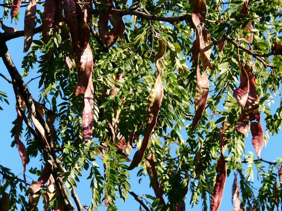 Fruits seed pods seeds