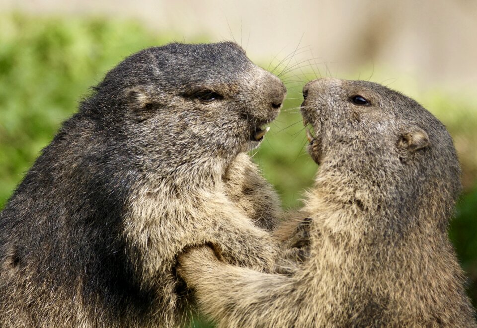 Marmots animal fight