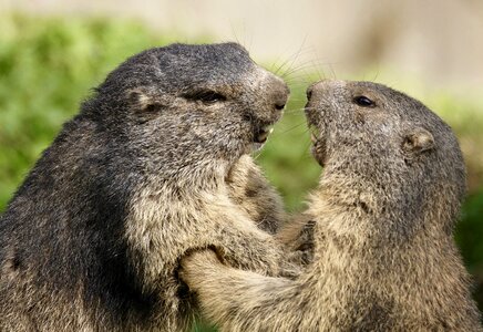 Marmots animal fight