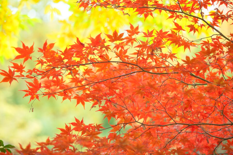 Maple autumn leaves photo