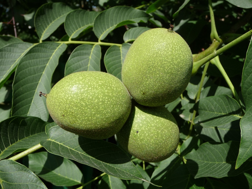 Juglans regia immature green