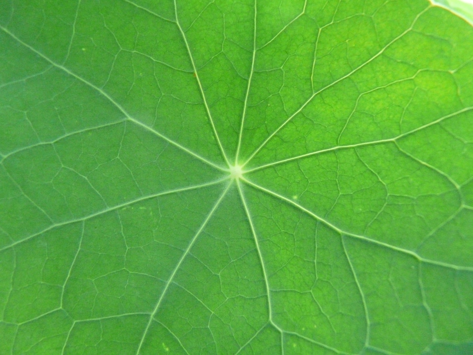 Nasturtium tropaeolum majus tropaeolum