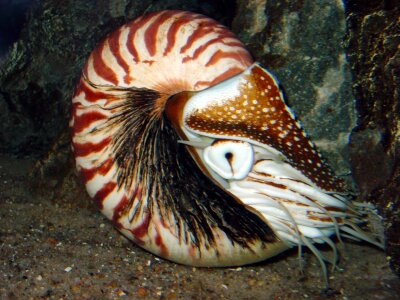 Nautilus living fossils photo