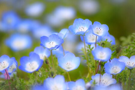 Nemophila baby blue eyes