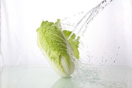 Napa cabbage vegetable water photo