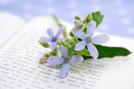 Oxypetalum coeruleum flower book
